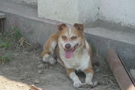 Aida