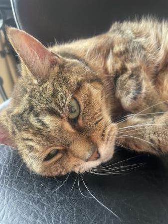 Poes