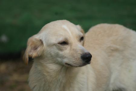 Bessie