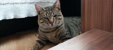 Bobo