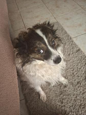 Maya