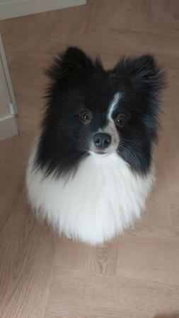 Keeshondje