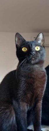 Vega