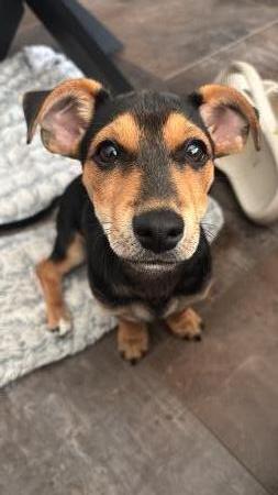 Buddy