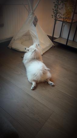 Coco