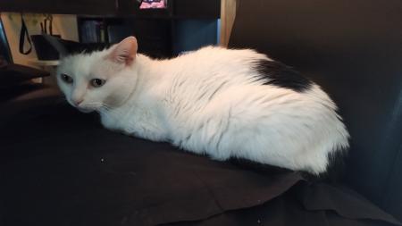 Miki