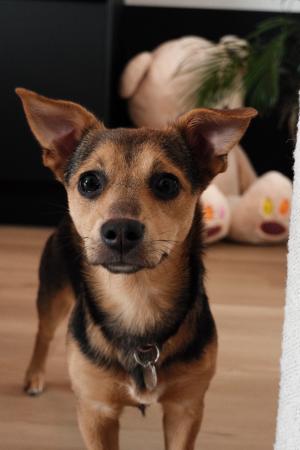 Pip