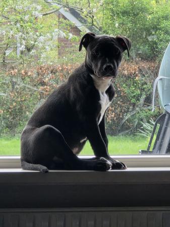 Bowie