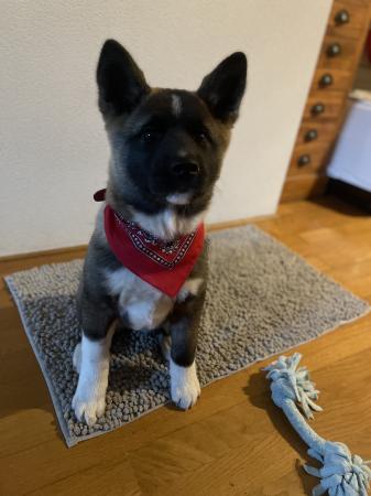Hachi