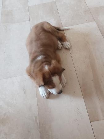 Teddy
