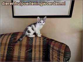 fietje