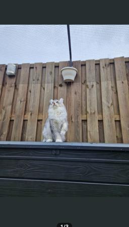 Orion