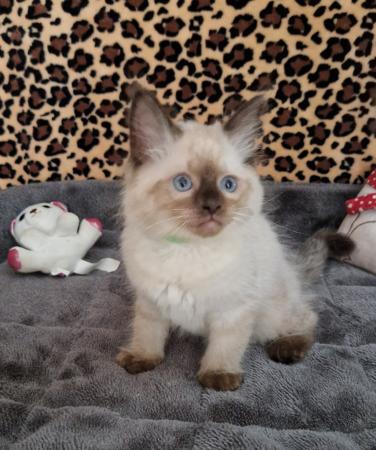 Ragdoll