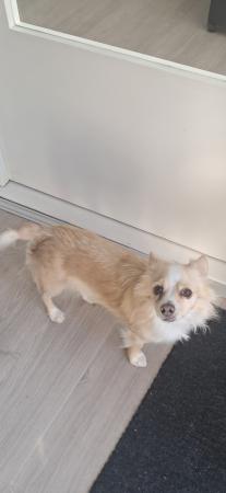 Snuffie