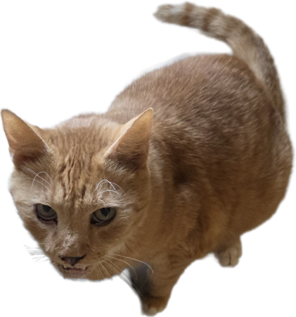 Pukkel