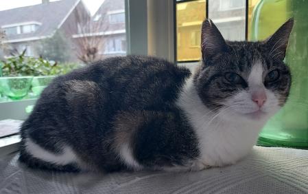 Poes