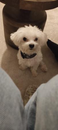 Murphy