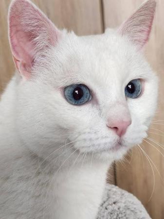 Rossi