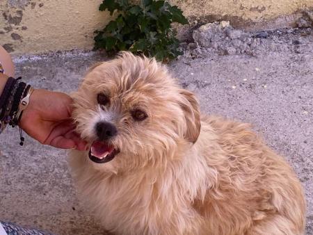 Ollie