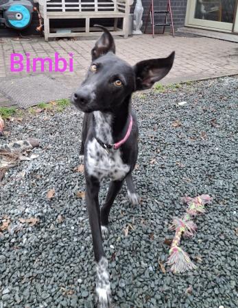Bimbi