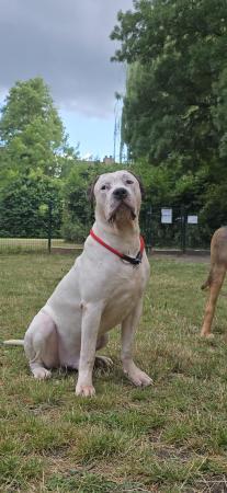 Pongo