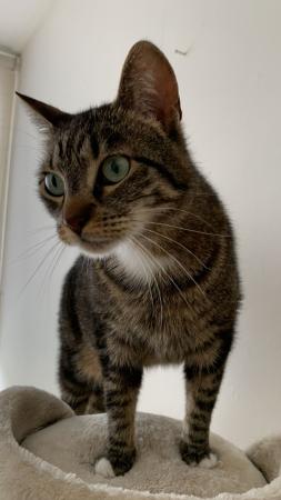 Nala
