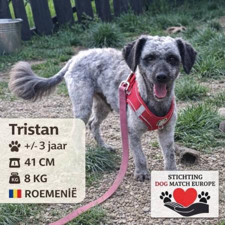 Tristan