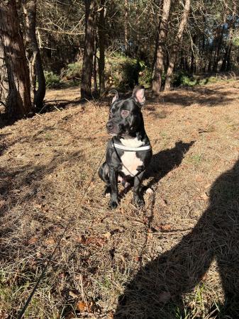 Simba