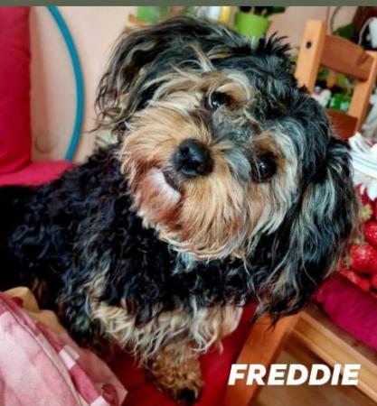 Freddie