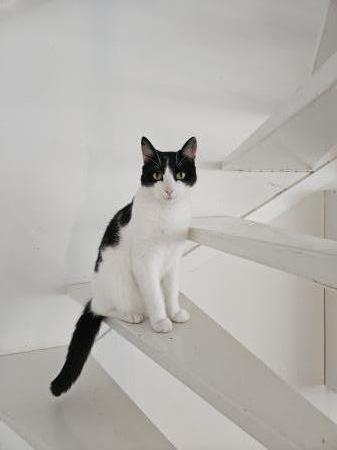 Cato