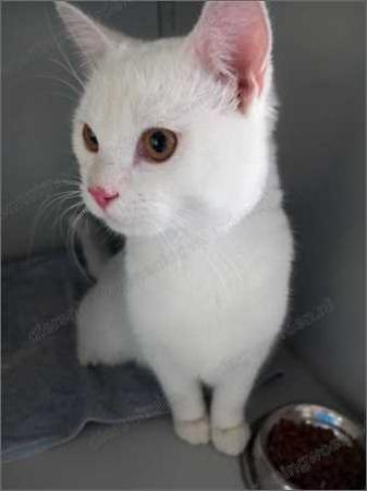 Yuki
