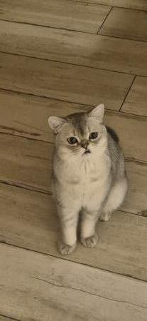 Bisou