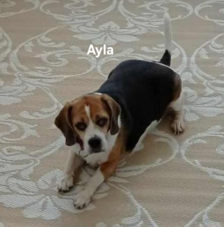 Ayla