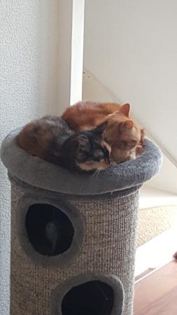 Sam-Amber